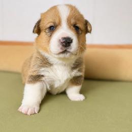 Flynn - Red male Pembroke Welsh Corgi puppy in Aumsville, Oregon from West Coast Corgi
