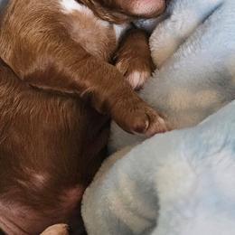 SKITTLES - Red  male Goldendoodle puppy in Harris County, Texas from Cute & Curly Doodles