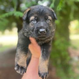 Mariachi - Sable Boy - Sable male German Shepherd puppy in Oakland, Oregon from VHM German Shepherds