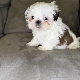 Polar bear - Tricolor male Shih Tzu puppy in Bullhead City, Arizona from Arizona Shih Tzu Land