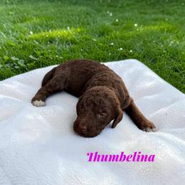 Thumbelina - Sable female Poodle puppy in Ellenburg Center, New York from Kristin's Puppies