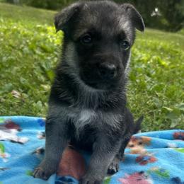 Gunnar - Black and tan male German Shepherd puppy in Perkasie, Pennsylvania from Twila Ruth Herot