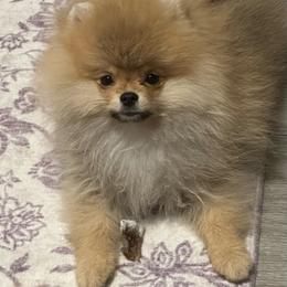 Pooh Bear - Cream sable male Pomeranian puppy in Ogden, Utah from Lori’s Precious Poms
