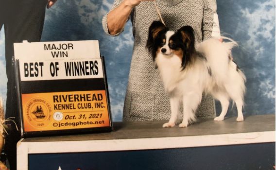 25 cute Papillon puppies for sale in New Jersey | Good Dog