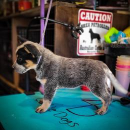 Anatolian Shepherd Dog and Australian Cattle Dog Puppies from 4D Cattle Dogs