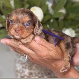 Pics coming soon - Tri-color female Cavalier King Charles Spaniel puppy in Yuciapa, California from AlltheDoodlez_