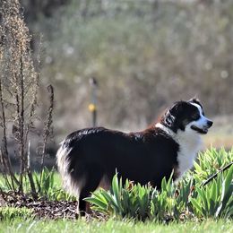 Molly - Miniature Australian Shepherd