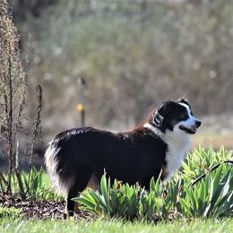 Molly - Miniature Australian Shepherd