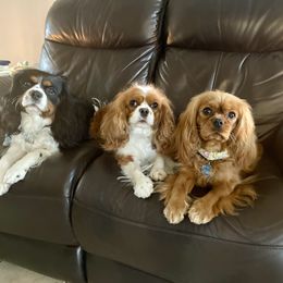 Cavalier King Charles Spaniel Puppies from JoJo’s Cavaliers