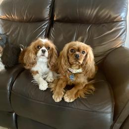 Cavalier King Charles Spaniel Puppies from JoJo’s Cavaliers