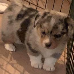American Corgis and Pembroke Welsh Corgis from Morse Corgis