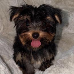 King Kay - Black and tan male Yorkshire Terrier puppy in Fort Myers, Florida from Katherine’s Yorkies and Poodles