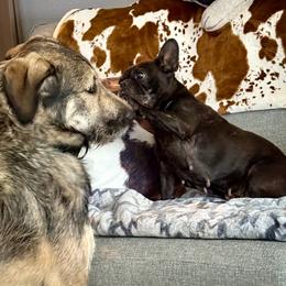 Anatolian Shepherd Dog puppies from 4D Cattle Dogs