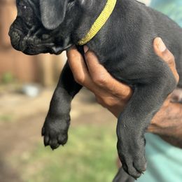 Boy 4 - male Cane Corso puppy in Weimar, Texas from Cane Corso Authority