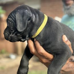 Boy 4 - male Cane Corso puppy in Weimar, Texas from Cane Corso Authority