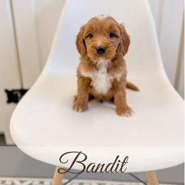 Bandit - Red  male Goldendoodle puppy in Melba, Idaho from KZ Doodles