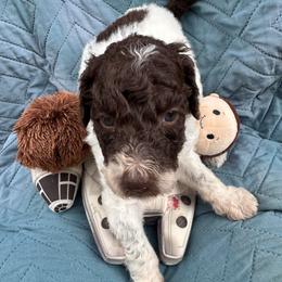 Padme - Parti female Poodle puppy in San Antonio, Texas from Chocolate Pet Connection