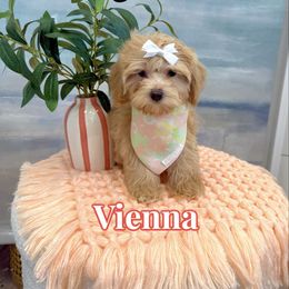 Vienna - Apricot female Maltipoo puppy in Buford, Georgia from Petite Posh Puppies