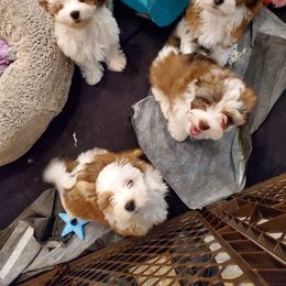 Havanese Puppies from GoldDust Havanse
