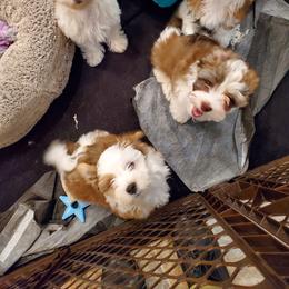 Havanese Puppies from GoldDust Havanse