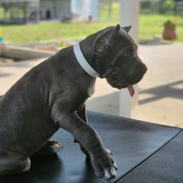 Cane Corso Puppies from Jolaw Kennel