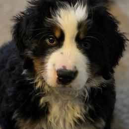 Girl 5 - Tri-color female Bernese Mountain Dog puppy in Rochester, New Hampshire from Stick House Bernese