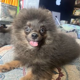 Caspian - Pomeranian