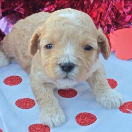 Pooh Bear - Cream male Cavapoo puppy in Dallas, Texas from Halo's Heroes Doodles