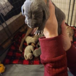 Brown Collar - Blue Weimaraner puppy in Mount Cory, Ohio from Dustin's Weimeraners