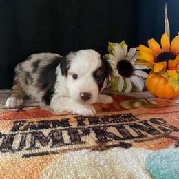 Rusty - Red merle male Miniature Australian Shepherd puppy in Oroville, Washington from High Mountain Aussies