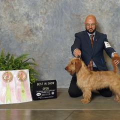 Bart - Basset Fauve de Bretagne