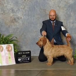 Bart - Basset Fauve de Bretagne