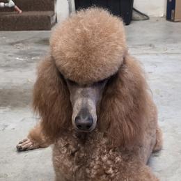 Luci - Poodle