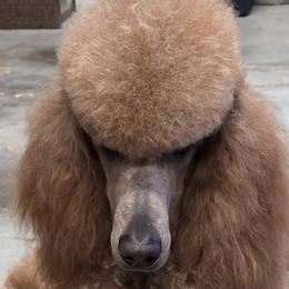 Luci - Poodle