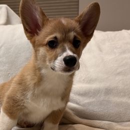 Athena - Pembroke Welsh Corgi puppy from Pordr Corgis