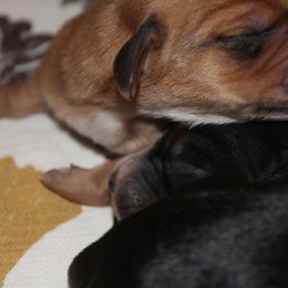 leo - Dachshund puppy in Windsor, Colorado from Murry’s minis