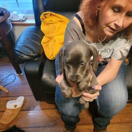 Dachshund Puppies from Dawny's doggies
