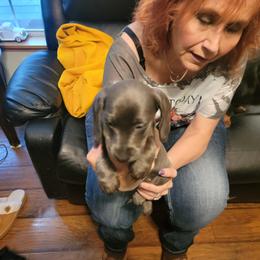Dachshund Puppies from Dawny's doggies