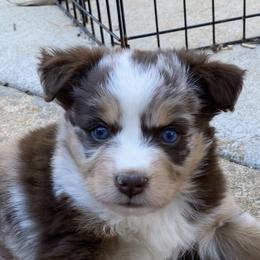 Aussiedoodle and Miniature American Shepherd Puppies from Lori Davis