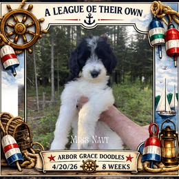 Navy - Parti female Goldendoodle puppy in North Conway, New Hampshire from Arbor Grace Doodles