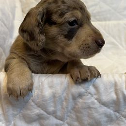 Dachshund Puppies from Victoria’s Dachshunds