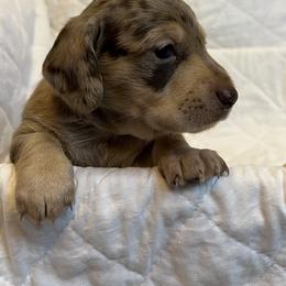 Dachshund Puppies from Victoria’s Dachshunds