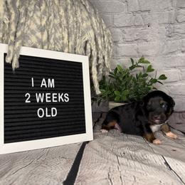 Princess Tiana - Black tri female Miniature Australian Shepherd puppy in Peoria, Arizona from B My Sunshines Mini Aussies