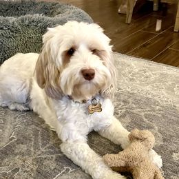 Charlotte - Australian Labradoodle