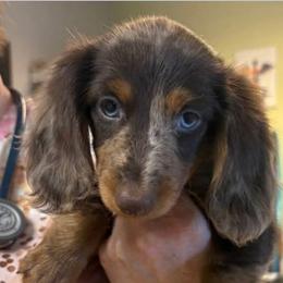 Darla - Dapple female Dachshund puppy in Annandale, Minnesota from Weiners on a Hill