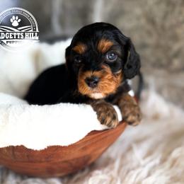 Ruby - Black and tan female Cavapoo puppy in Natural Bridge, Virginia from Padgetts Hill Puppies
