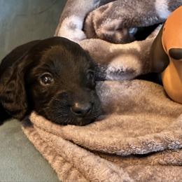Onyx - Black male Dachshund puppy in Hudson, Michigan from Mittentail Kennel Miniature Dachshunds