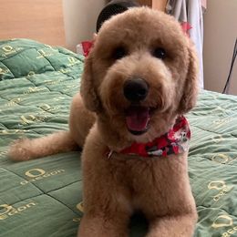 Molly - Goldendoodle