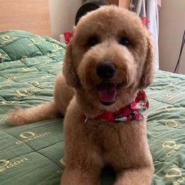 Molly - Goldendoodle