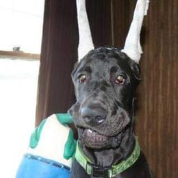 Great Danes from Timeless Danes